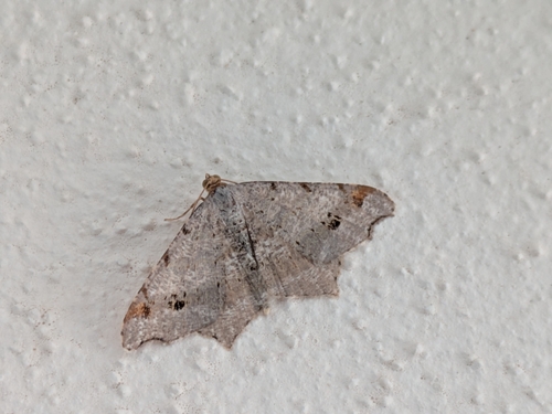 Sharp-angled Peacock Moth
