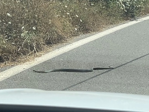 Eastern Montpellier Snake