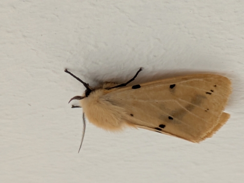 Buff Ermine