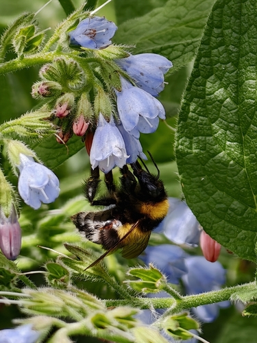 Garden Bumble Bee