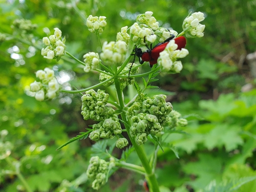 Black-headed Cardinal Beetle