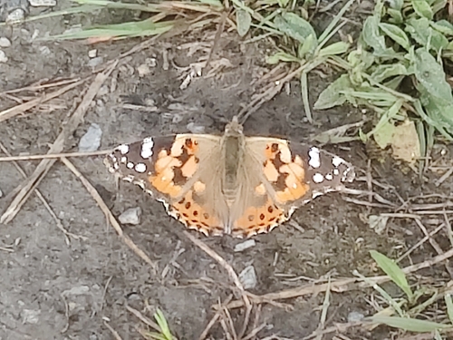 Painted Lady