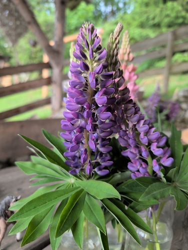 Large-leaved lupine