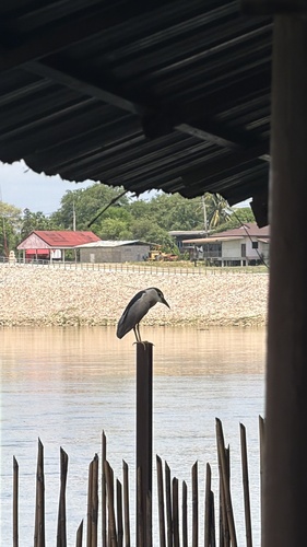 Black-crowned Night Heron