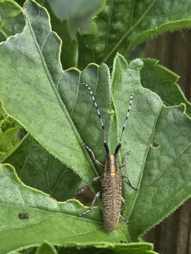 Golden-bloomed Longhorn Beetle