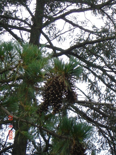 Pinus veitchii