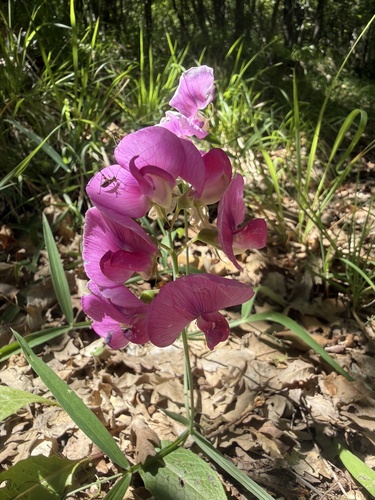broad-leaved sweet pea