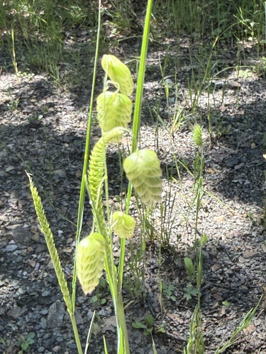 Greater Quaking Grass