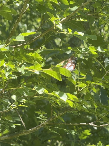 Southern White Admiral