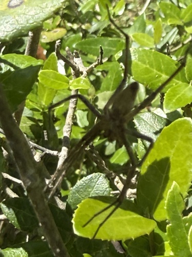European Nursery Web spider