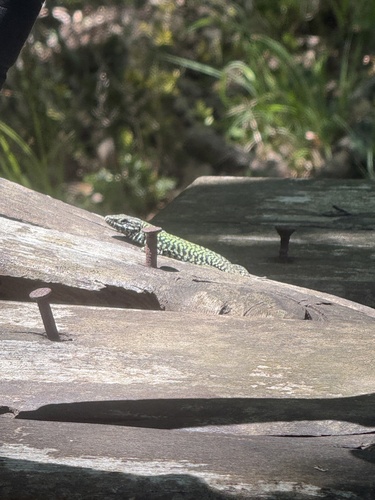 Common Wall Lizard