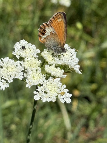 Pearly Heath