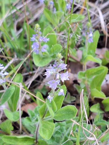 heath speedwell