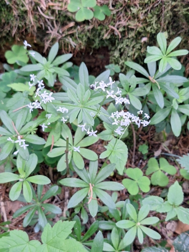 Sweet Woodruff