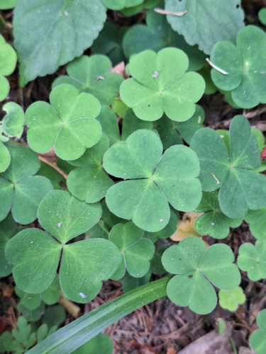 European wood-sorrel