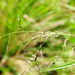 Stipoid Ricegrass - Photo (c) Gustavo Marino, all rights reserved, uploaded by Gustavo Marino