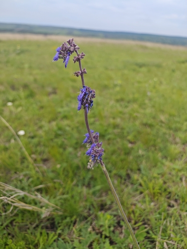 Nodding Sage