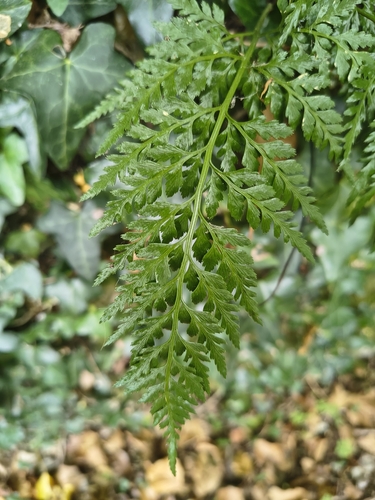 black spleenwort