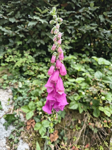 purple foxglove