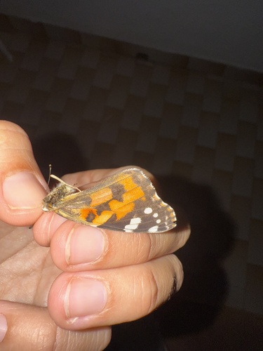 Painted Lady