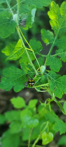 Japanese Knotweed Leaf Beetle