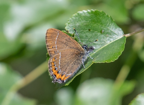 Black Hairstreak