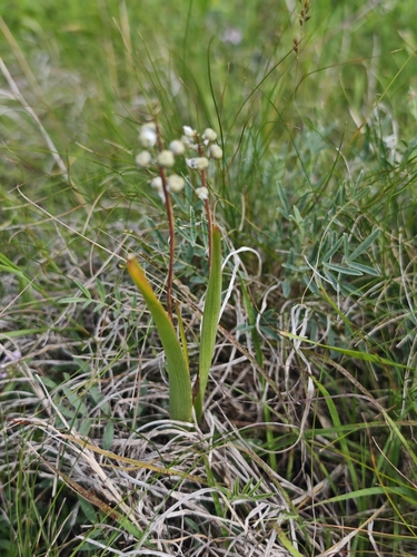 Pale Hyacinthella