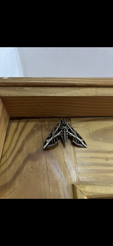 Vine Sphinx