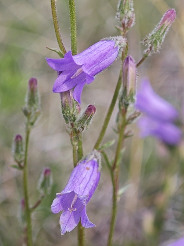 Siberian Bellflower