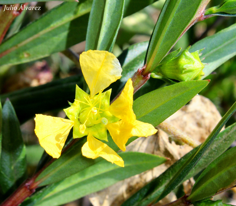 sun opener (Heimia salicifolia)  iNaturalist