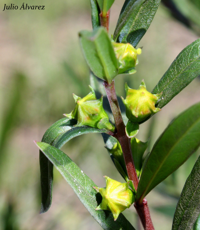 sun opener (Heimia salicifolia)  iNaturalist