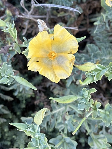Yellow Horned Poppy