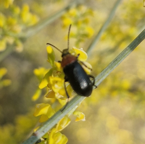 Heliotaurus ruficollis
