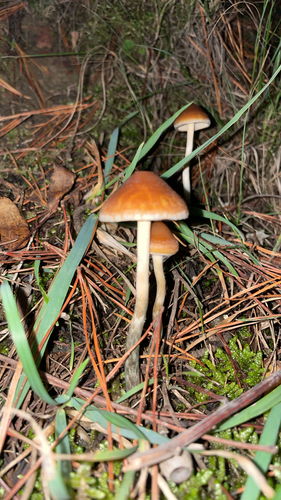 Psilocybe subaeruginosa