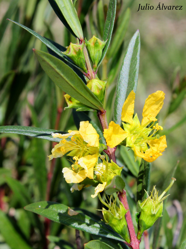 sun opener (Heimia salicifolia)  iNaturalist