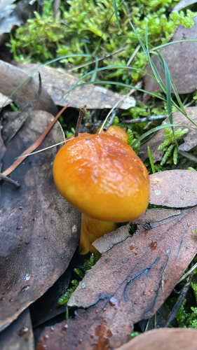 Cortinarius sinapicolor