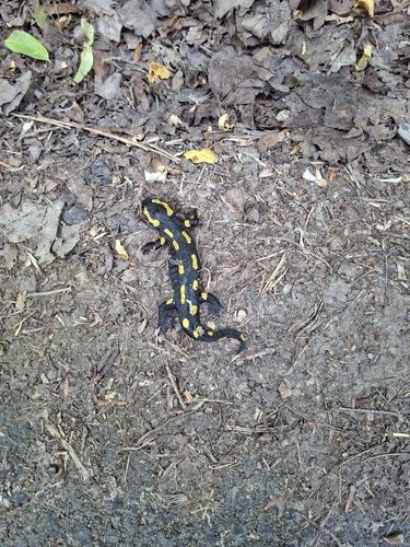 Barred Fire Salamander