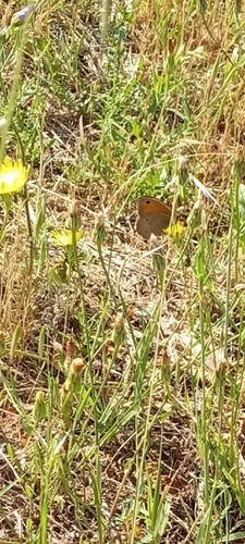 Meadow Brown