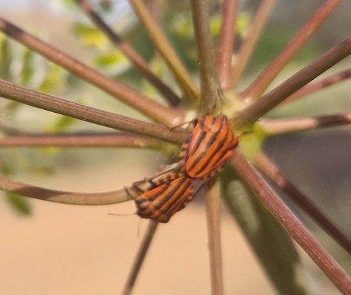 Continental Striped Shield Bug