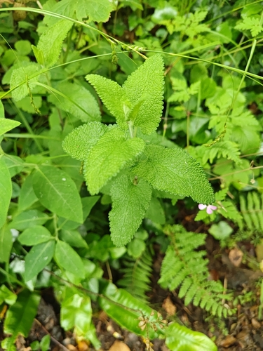 woodland germander