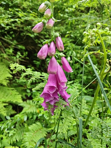 purple foxglove