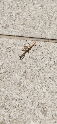 Heldreich's Dwarf Mantis