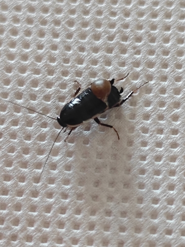 lobe-winged cockroach