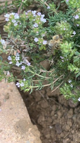 Western Honey Bee