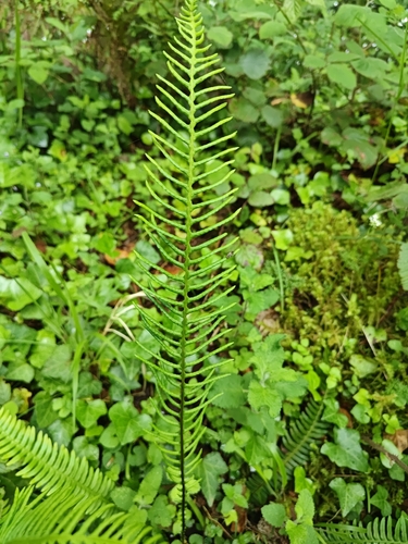 deer fern