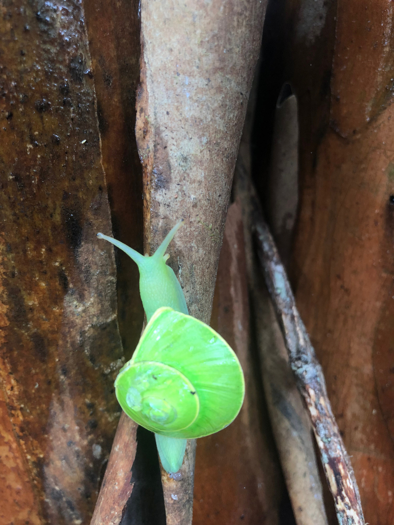 Rhinocochlis chlorosoma from Crocker Range NP--Gunung Alab Substation ...