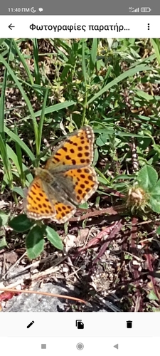 Queen of Spain Fritillary