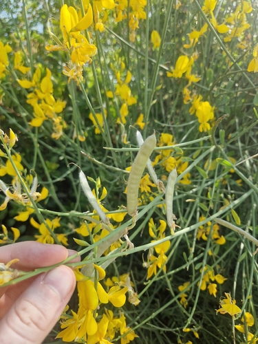 Spanish Broom