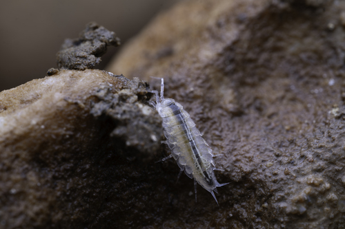 Androniscus degener