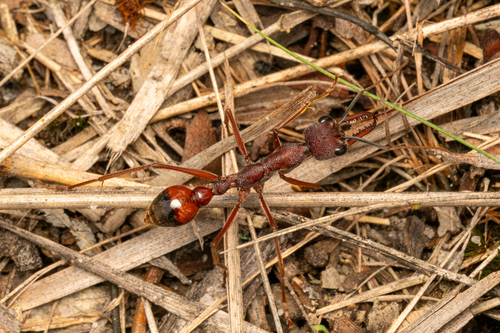 Black-scaped Bull ant